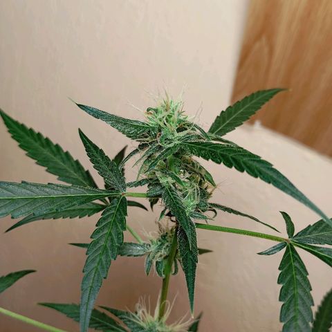 Skunk#1 growlog timeline photo