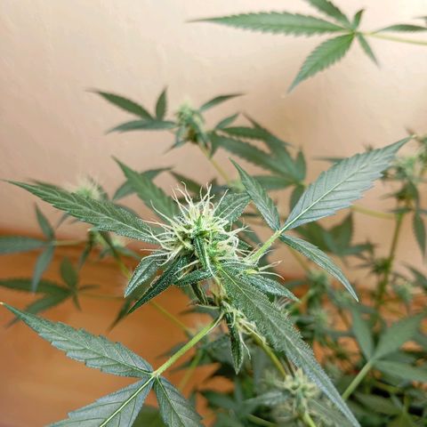 Skunk#1 growlog timeline photo