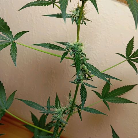 Skunk#1 growlog timeline photo