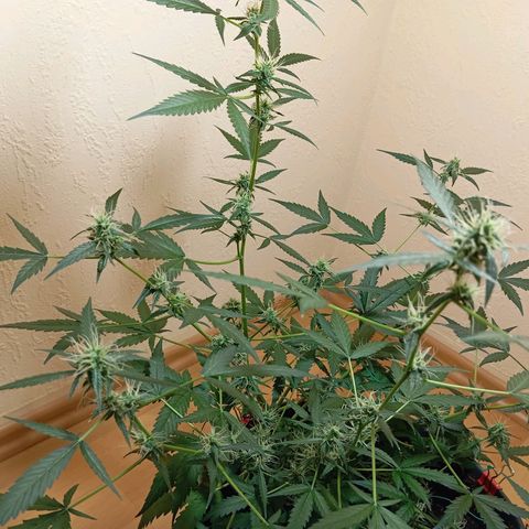 Skunk#1 growlog timeline photo