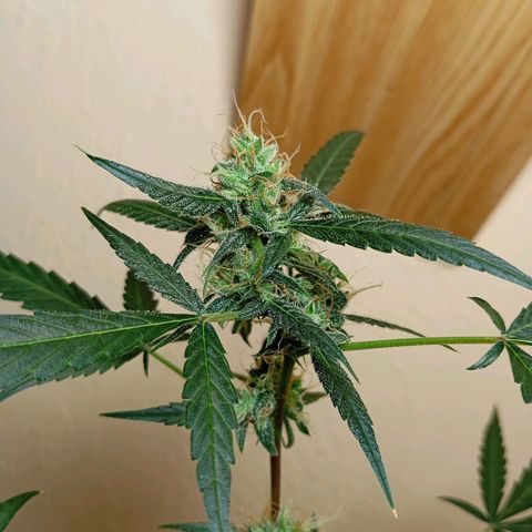 Skunk#1 growlog timeline photo