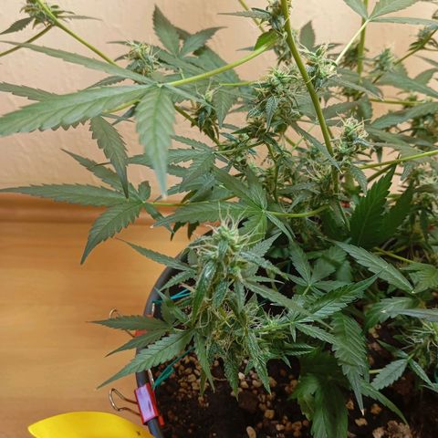 Skunk#1 growlog timeline photo