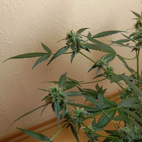 Skunk#1 growlog timeline photo