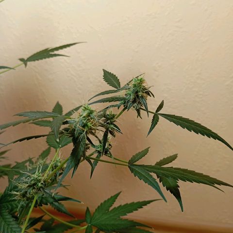 Skunk#1 growlog timeline photo