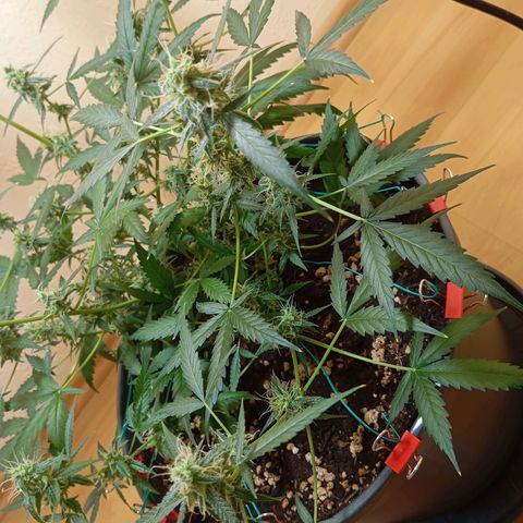 Skunk#1 growlog timeline photo