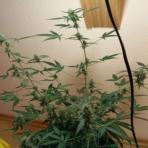 Skunk#1 growlog timeline photo