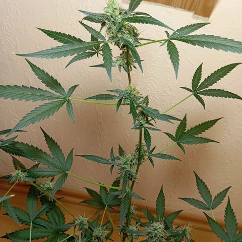 Skunk#1 growlog timeline photo
