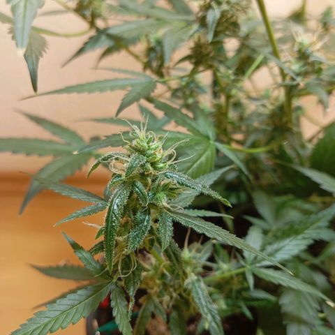 Skunk#1 growlog timeline photo