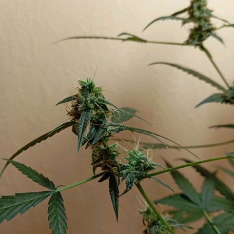 Skunk#1 growlog timeline photo