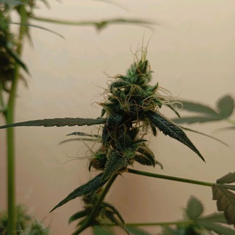 Skunk#1 growlog timeline photo