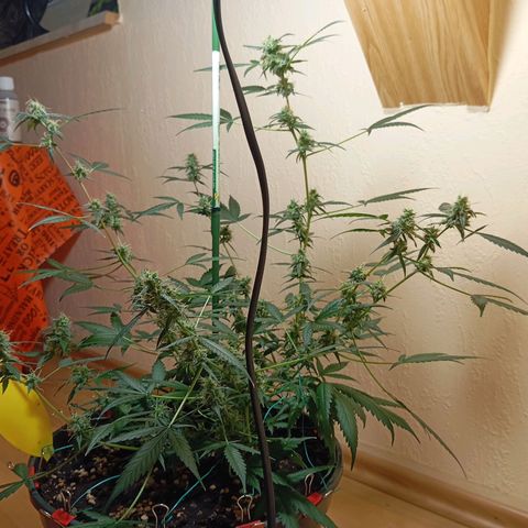 Skunk#1 growlog timeline photo