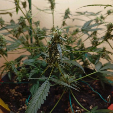Skunk#1 growlog timeline photo