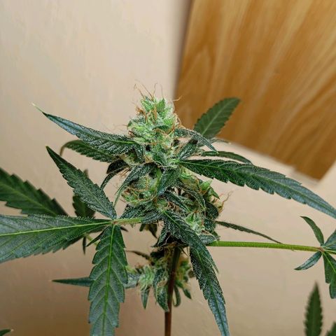Skunk#1 growlog timeline photo