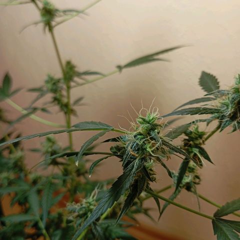 Skunk#1 growlog timeline photo