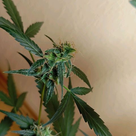 Skunk#1 growlog timeline photo