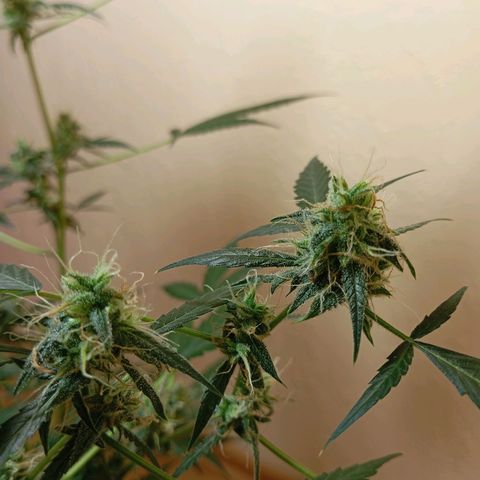 Skunk#1 growlog timeline photo