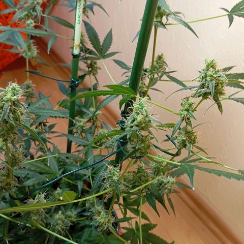 Skunk#1 growlog timeline photo