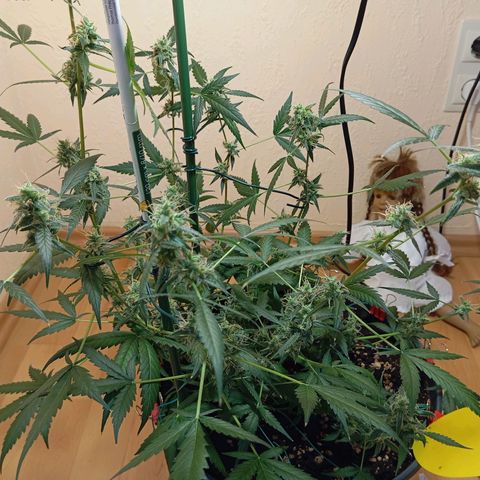 Skunk#1 growlog timeline photo