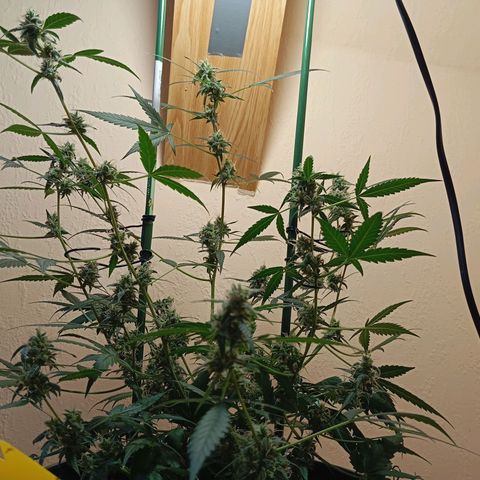 Skunk#1 growlog timeline photo