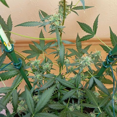 Skunk#1 growlog timeline photo