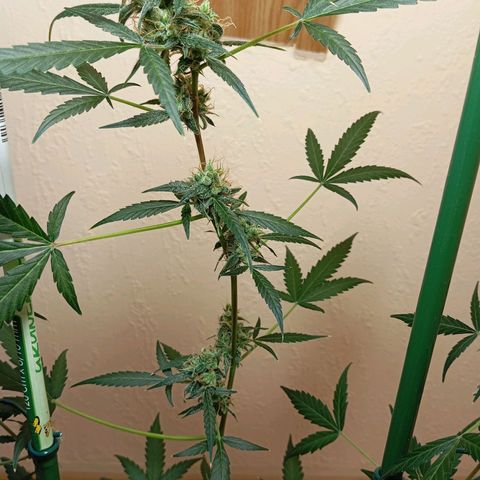 Skunk#1 growlog timeline photo