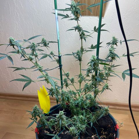 Skunk#1 growlog timeline photo