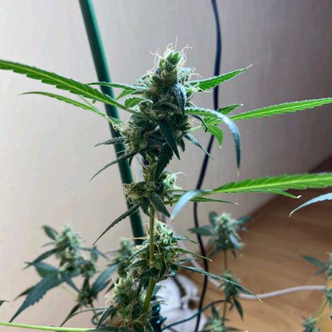 Skunk#1 growlog timeline photo
