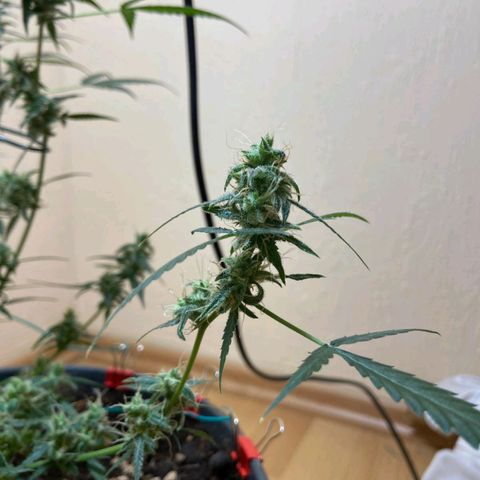 Skunk#1 growlog timeline photo