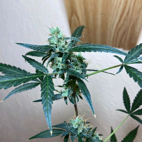 Skunk#1 growlog timeline photo