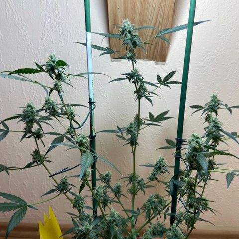 Skunk#1 growlog timeline photo