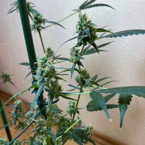 Skunk#1 growlog timeline photo