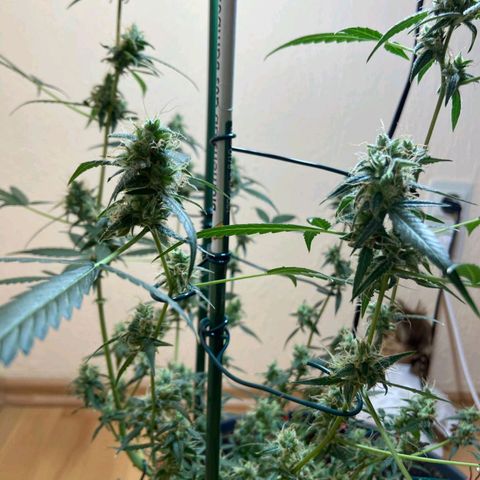 Skunk#1 growlog timeline photo