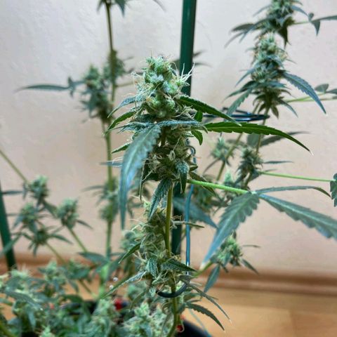 Skunk#1 growlog timeline photo