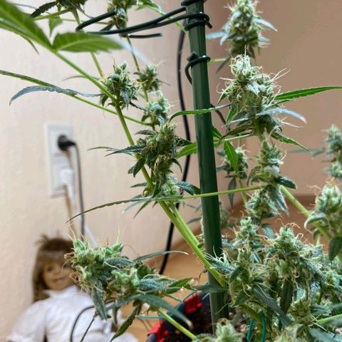 Skunk#1 growlog timeline photo