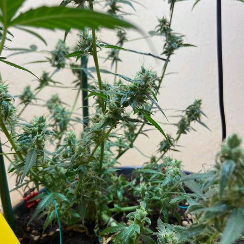 Skunk#1 growlog timeline photo