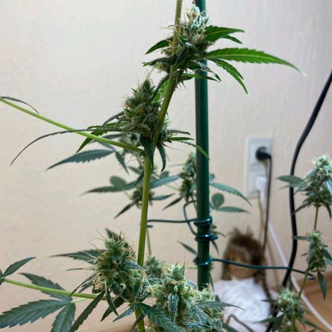 Skunk#1 growlog timeline photo