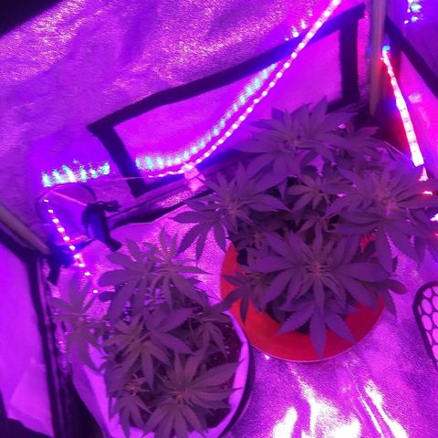 Lavender Cookies growlog timeline photo