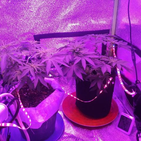 Lavender Cookies growlog timeline photo
