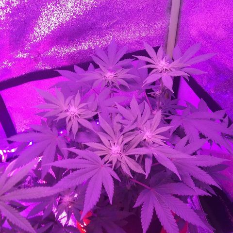 Lavender Cookies growlog timeline photo