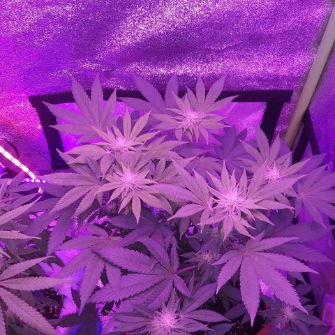 Lavender Cookies growlog timeline photo