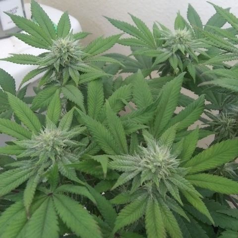 Lavender Cookies growlog timeline photo