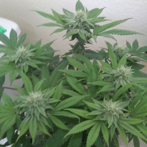 Lavender Cookies growlog timeline photo