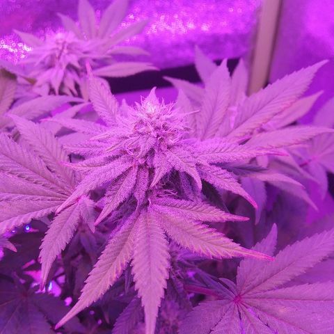 Lavender Cookies growlog timeline photo