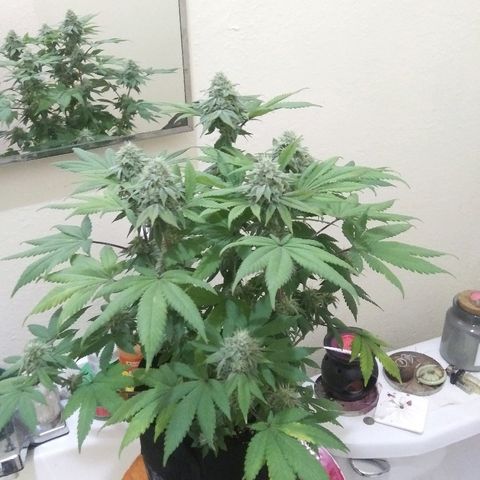 Lavender Cookies growlog timeline photo