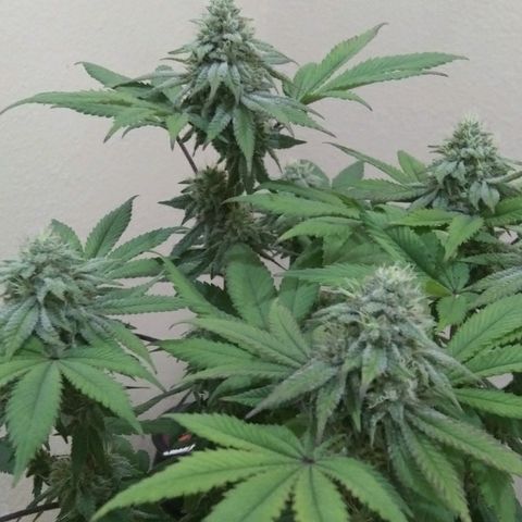Lavender Cookies growlog timeline photo