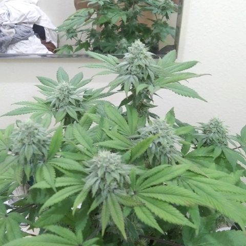 Lavender Cookies growlog timeline photo