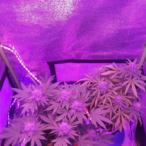Lavender Cookies growlog timeline photo