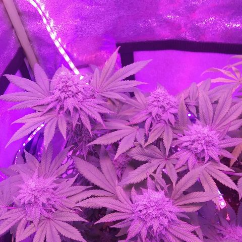 Lavender Cookies growlog timeline photo