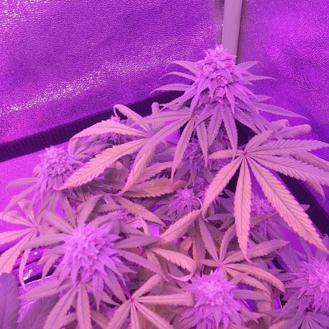 Lavender Cookies growlog timeline photo