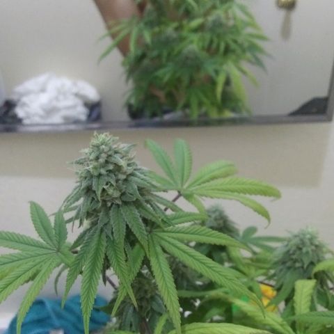 Lavender Cookies growlog timeline photo
